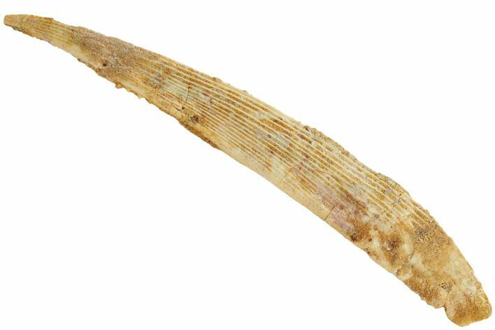 Fossil Shark (Hybodus) Dorsal Spine - Kem Kem Beds, Morocco #208772